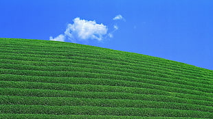 green plain with contour HD wallpaper