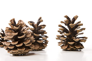 grey pine cones