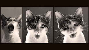 white tabby cat collage, cat, smiling