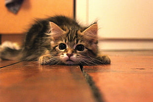 brown Tabby cat on brown floor HD wallpaper