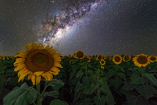 sunflowers wallpaper, sunflowers, Australia, night sky, stars HD wallpaper