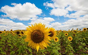 landscape photography of Sunflowers HD wallpaper