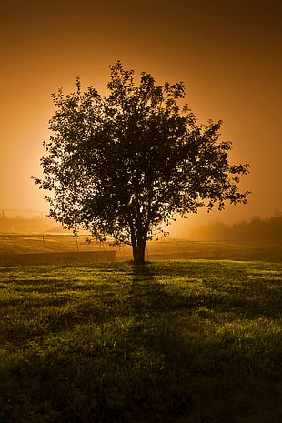 silhouette of tree near green grass field during sunset, lone tree
