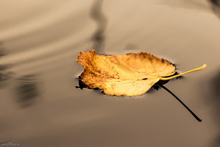 yellow leaf on top of water