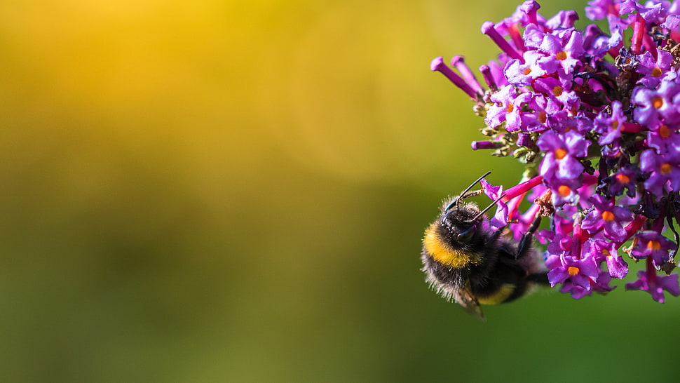 selective focus photography of bumblebee on flower HD wallpaper