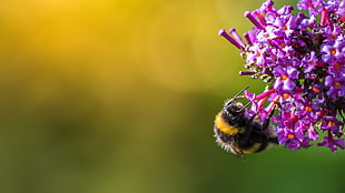 selective focus photography of bumblebee on flower