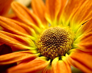 macro photography of a yellow sunflower