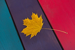 yellow maple leaf, autumn leaf