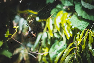 black silk-orb weaver spider on web during daytime