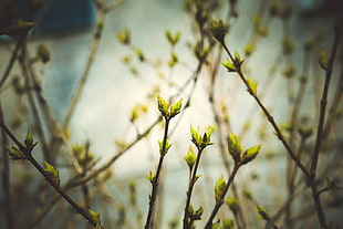 green leaf plant, spring, Latvia, Riga, nature HD wallpaper