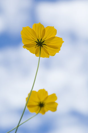yellow Cosmos flower HD wallpaper