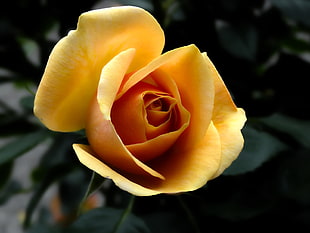 yellow Rose flower