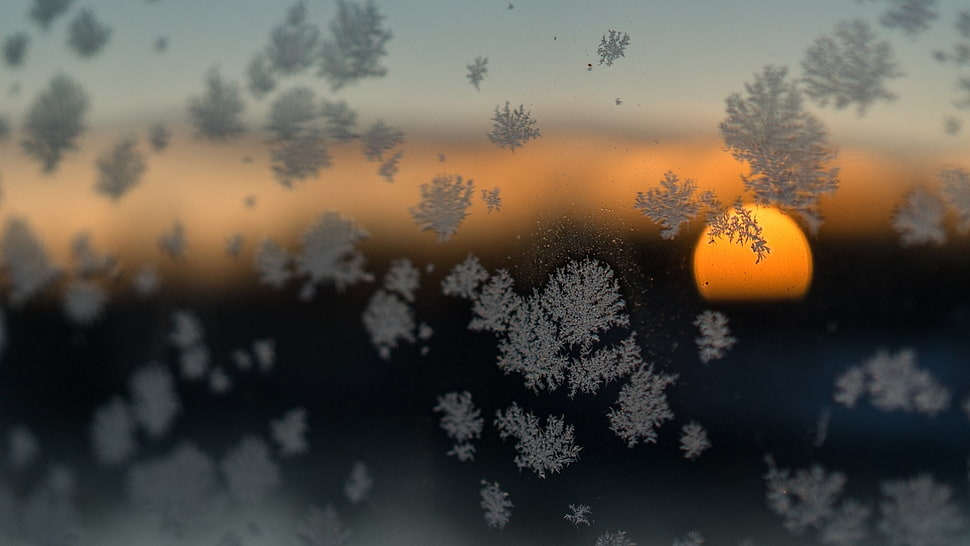 selective focus photography of snowflakes, nature, Sun, sunset, glass HD wallpaper