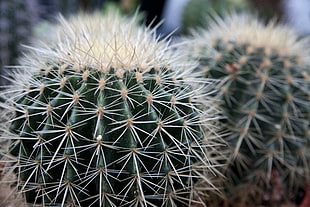 green cactus plants, Cactus, Succulents, Thorns HD wallpaper