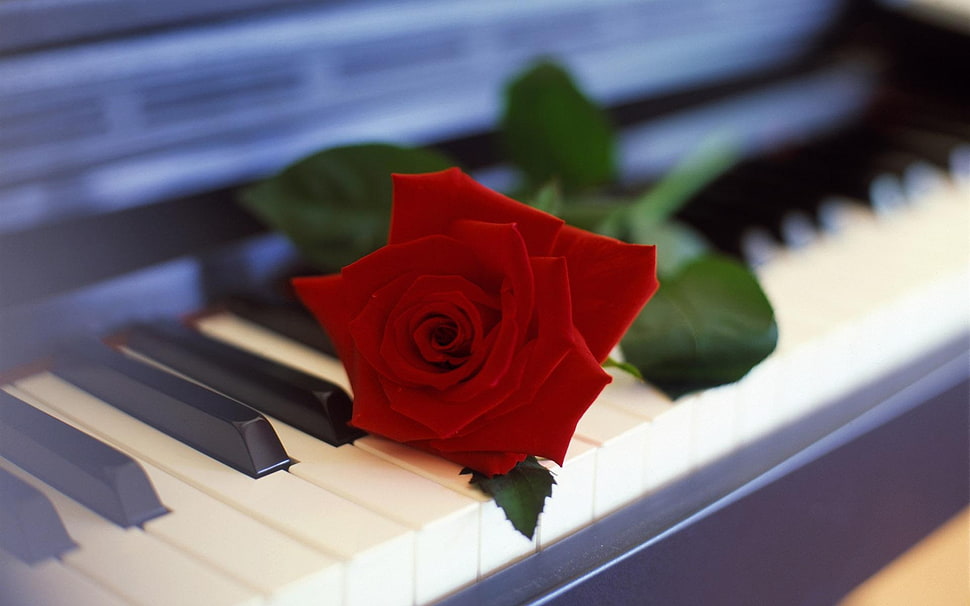 selective focus color photography of red rose on piano HD wallpaper