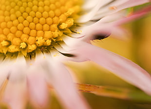 macro photography of yellow petaled flower