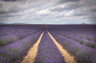 purple grass fields photo