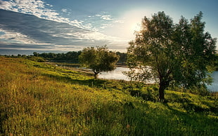 green leaves tree near body of water under blue sky during day tim