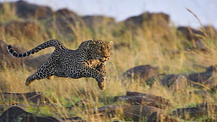 leopard running on field during daytime HD wallpaper