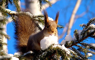 squirrel on tree branch HD wallpaper