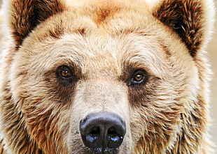 closeup photo of brown bear