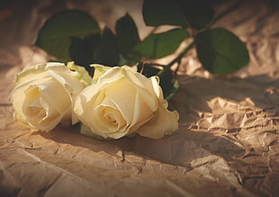 two white roses on beige textile