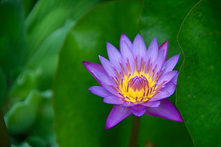 purple Lotus flower, french polynesia