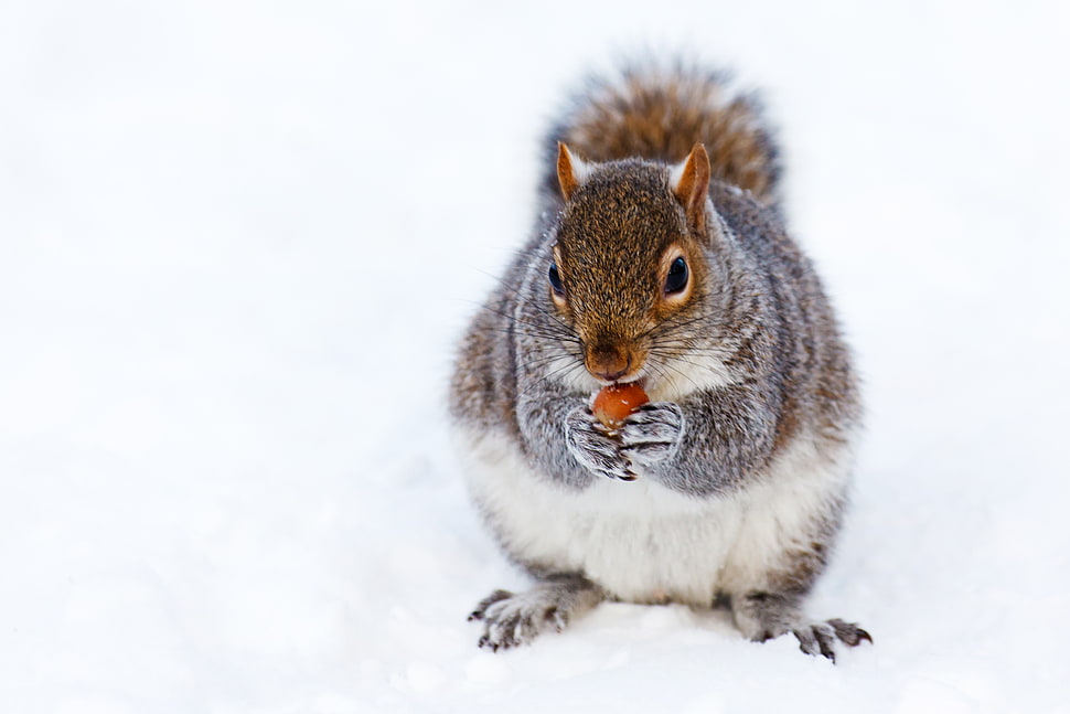 white and gray Squirrel on white snow HD wallpaper