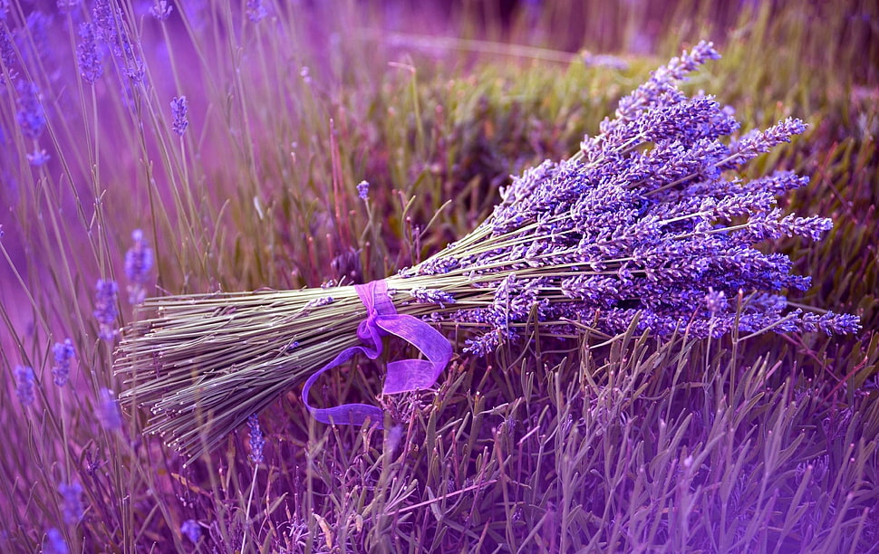 bouquet of Lavender flower on grass field HD wallpaper