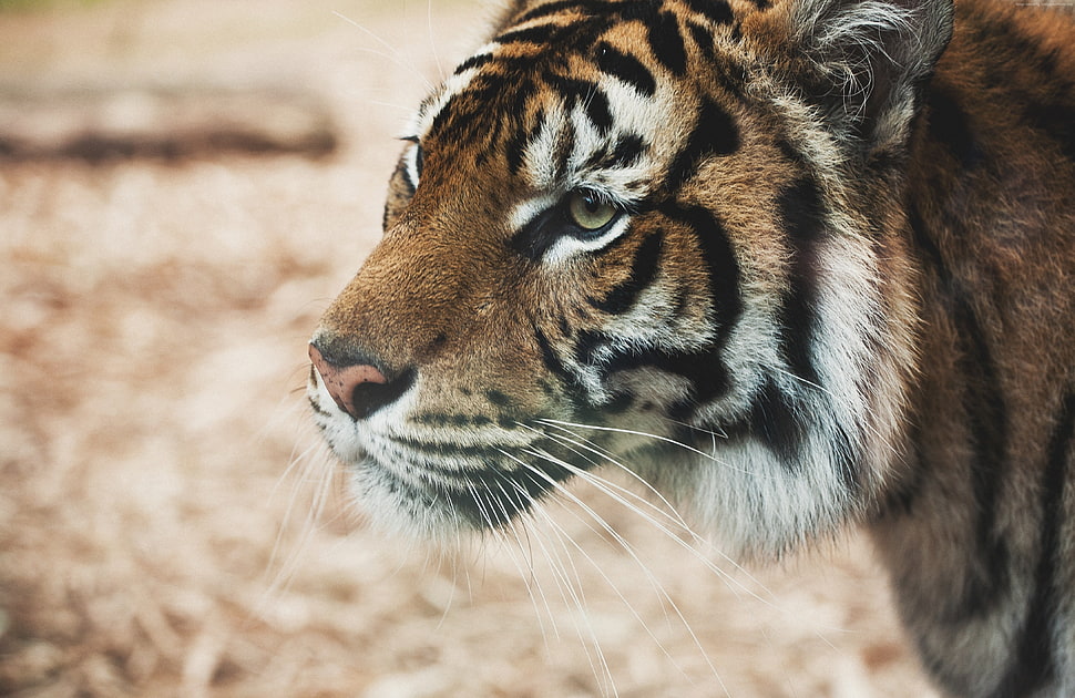 shallow focus photography of black and brown tiger HD wallpaper