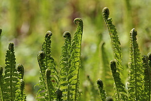 green plants, ferns