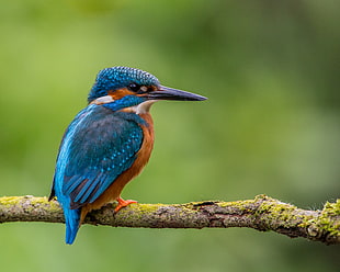 shallow focus photography of Kingfisher on tree branch