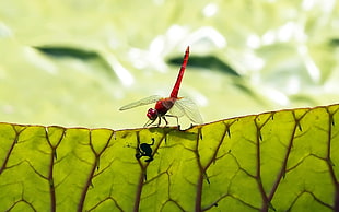 macro photo of red dragonfly on green leaf