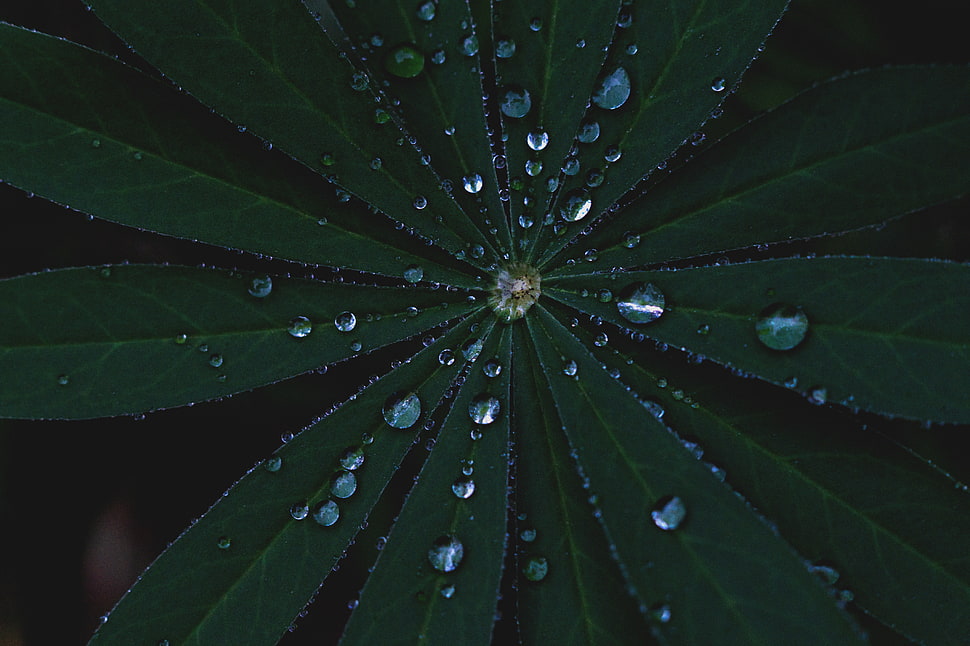 green leaf plant, Leaves, Dew, Surface HD wallpaper