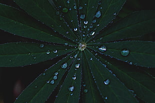 green leaf plant, Leaves, Dew, Surface
