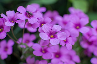 purple flower plant illustration