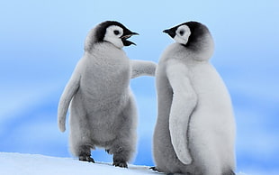 two white-and-black penguin chicks, animals, birds, penguins, baby animals