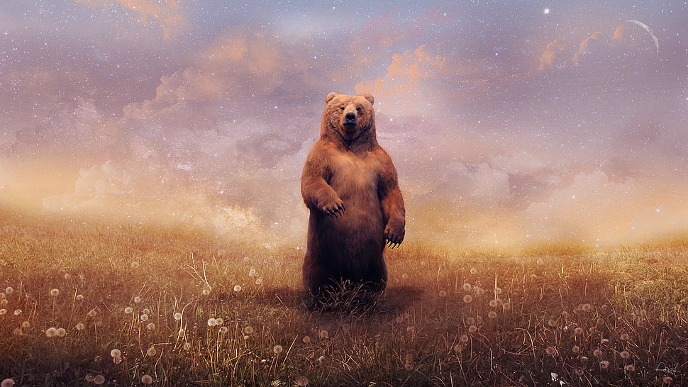 brown bear standing on ground surrounded by flower HD wallpaper