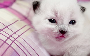 white tabby kitten head HD wallpaper