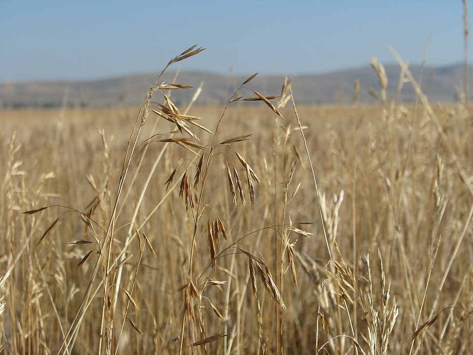 close up photo of wheat, grass HD wallpaper