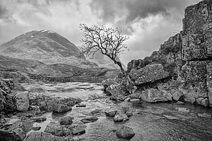 grayscale photography of bareless tree on rock formation near river