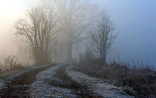 bare trees, landscape