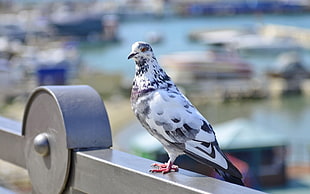 white and black pigeon on grey metal rail during daytime