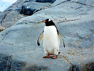 depth of field photo of penguin on rock