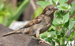 selective focus of House Sparrow bird during daytime