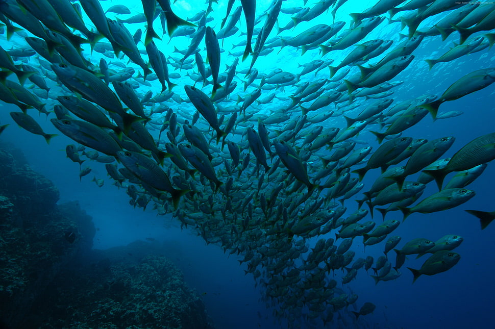 underwater photography of school of tuna fishes HD wallpaper