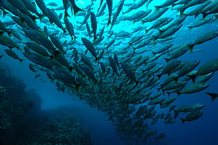 underwater photography of school of tuna fishes