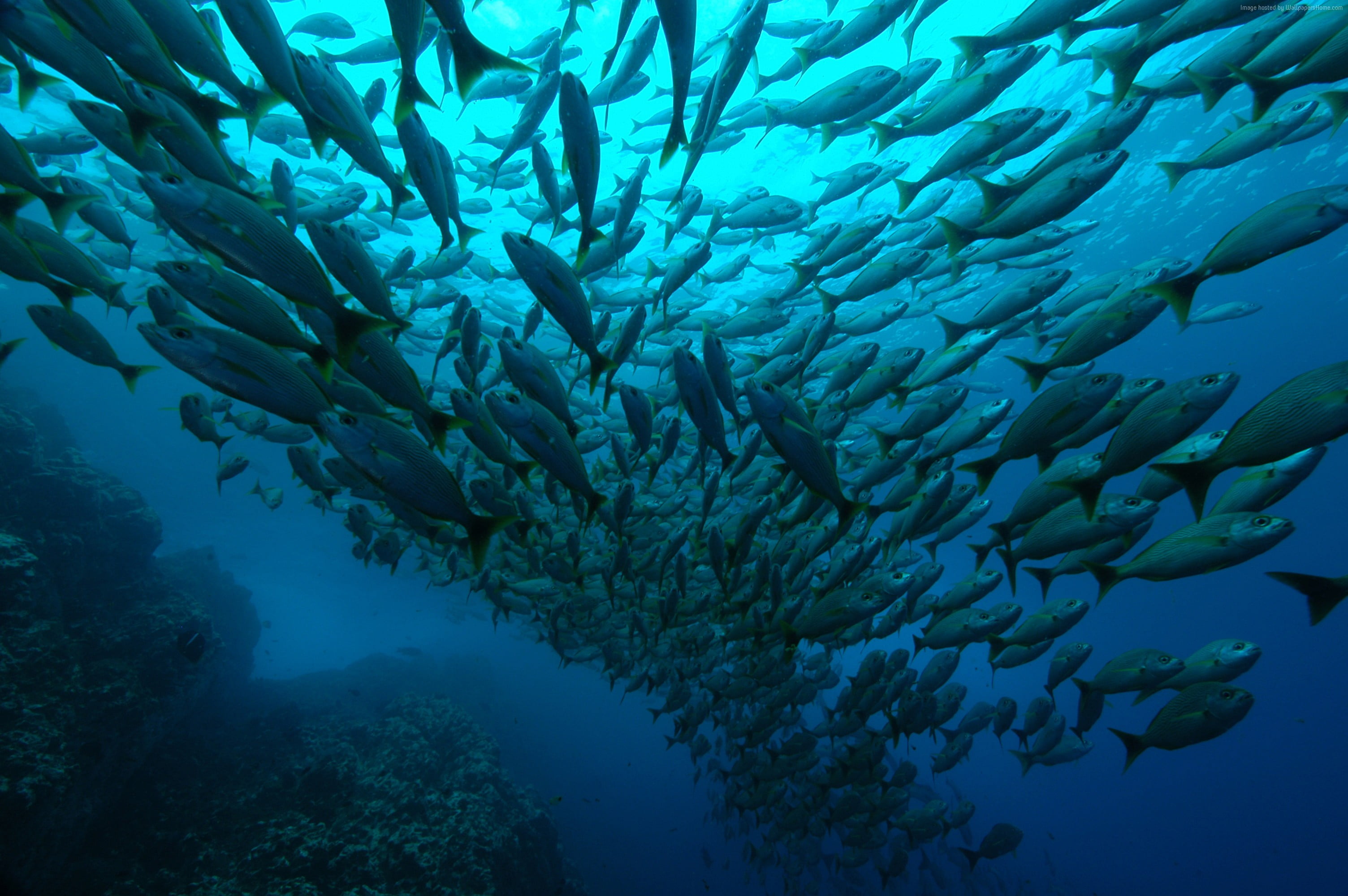 school of tuna fishes HD wallpaper