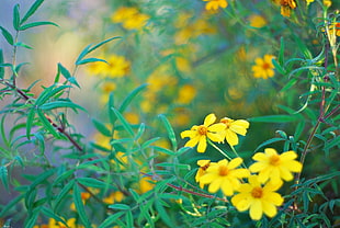 selective view of yellow eight petaled flowers