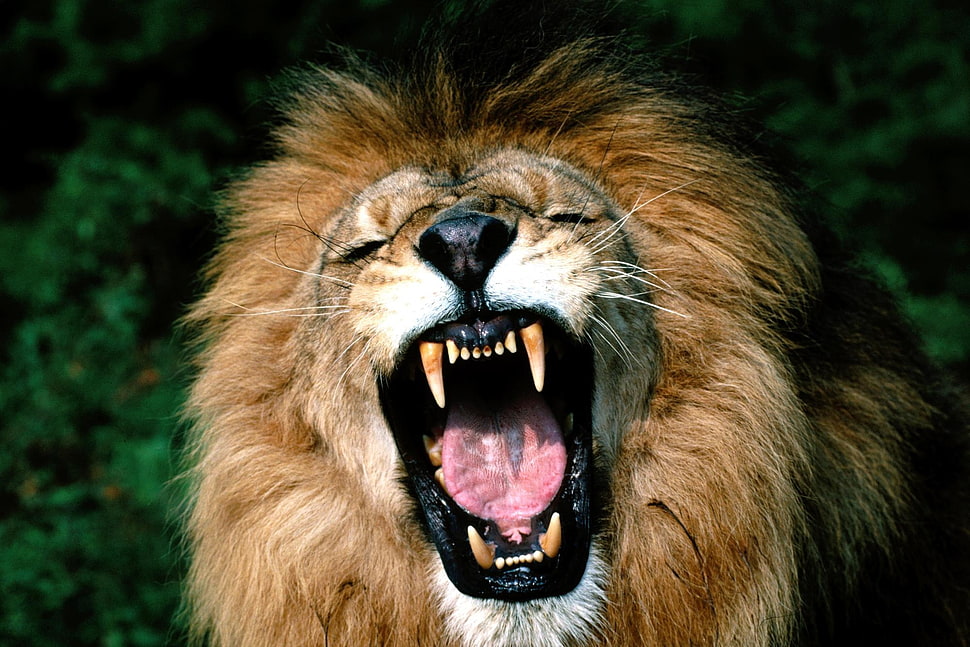 brown Lion screenshot HD wallpaper